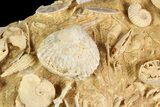Exquisite Miniature Ammonite Fossil Cluster - France #92515-1